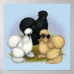 Affiche Silkie Trio