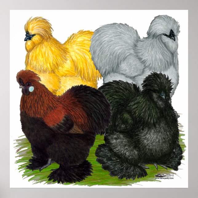 Affiche Silkies : Coq Assortis (Devant)