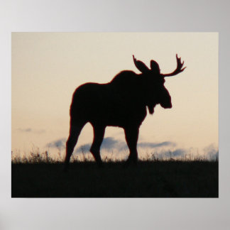 Affiche silouette d'orignal