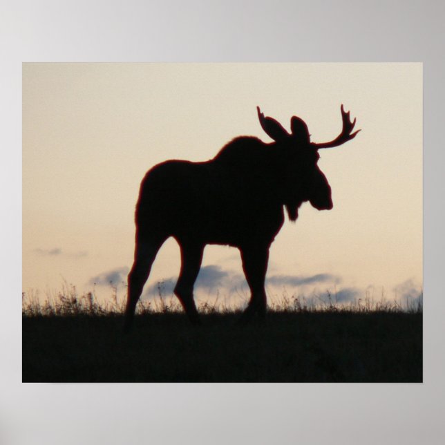 Affiche silouette d'orignal (Devant)
