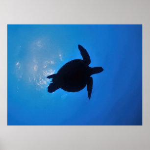 Affiche Silouette Tortue de mer