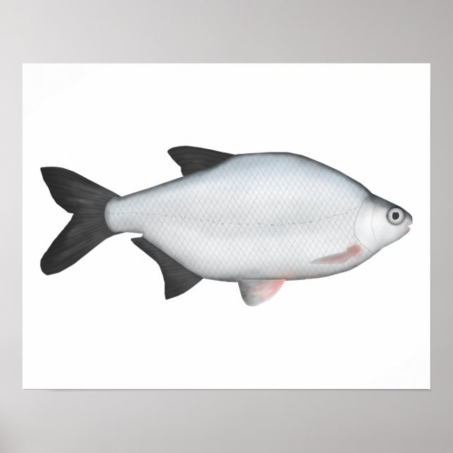 Affiche Silver Bream (Devant)