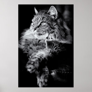 Affiche Silver Long Hair Tabby Cat