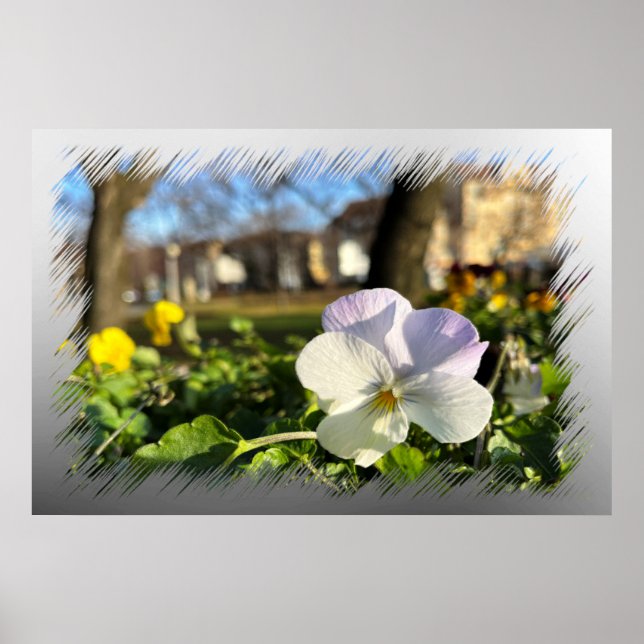 Affiche Silver white pansy (Devant)