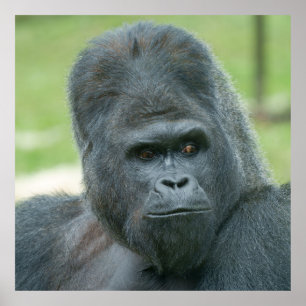 Affiche Silverback Dishi