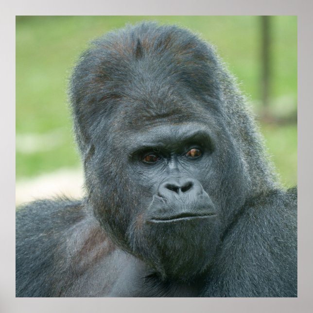 Affiche Silverback Dishi (Devant)