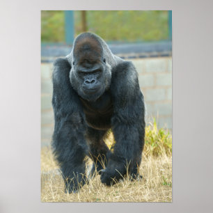 Affiche Silverback en mouvement