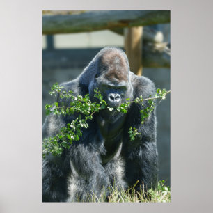 Affiche Silverback Splendor