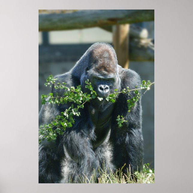 Affiche Silverback Splendor (Devant)