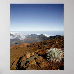 Affiche Silversword sur le bord du cratère Haleakala de pr