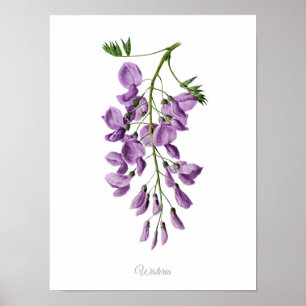 Affiche Simply Elegant Vintage Botanical Print Wisteria