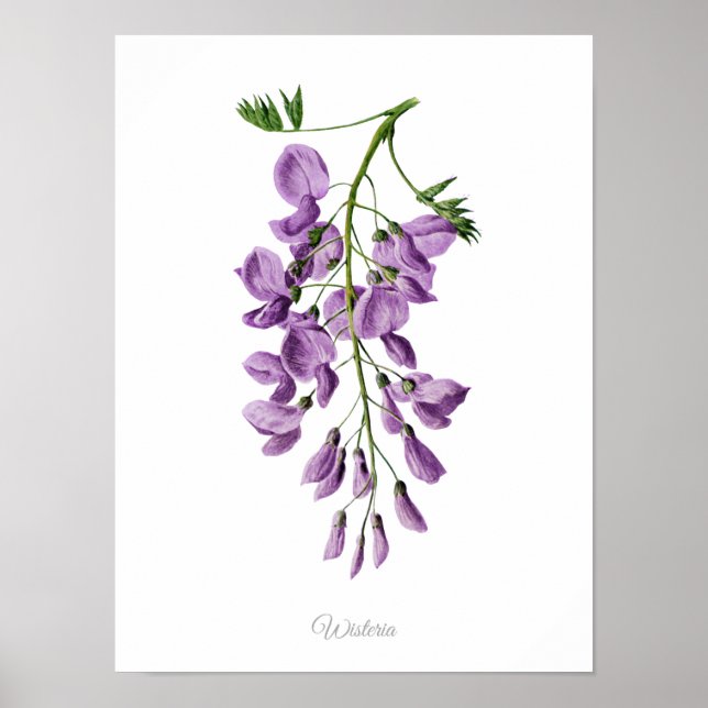 Affiche Simply Elegant Vintage Botanical Print Wisteria (Devant)