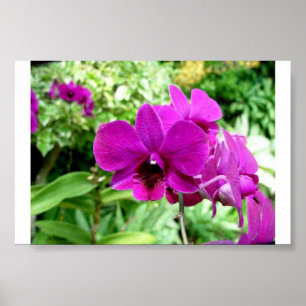 Affiche Singapore Orchid
