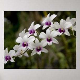 Affiche Singapour (Sanskrit pour Lion City). National 2