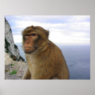 Affiche Singe à Gibralter