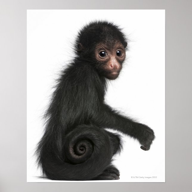 Affiche Singe à tête rouge - Ateles paniscus (3 (Devant)