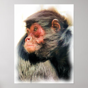 Affiche Singe araignée