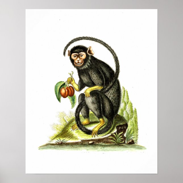 Affiche Singe avec fruit (Devant)