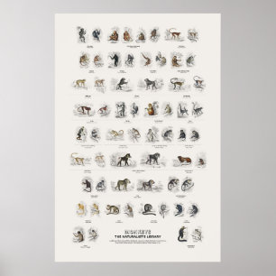 Affiche Singe - Bibliothèque du naturaliste