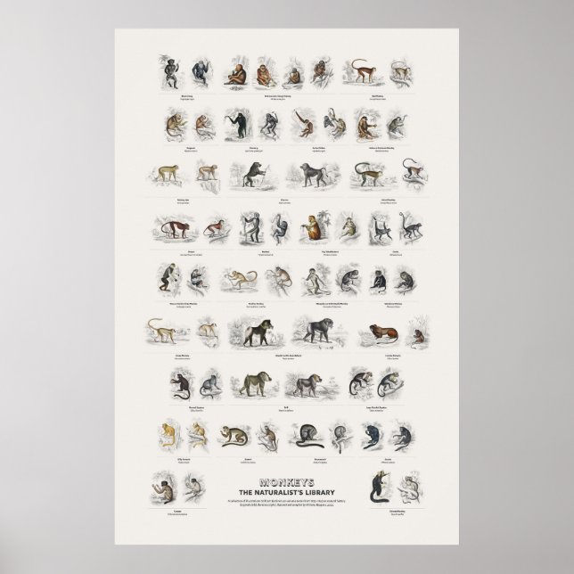 Affiche Singe - Bibliothèque du naturaliste (Devant)