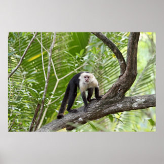 Affiche Singe dans la jungle