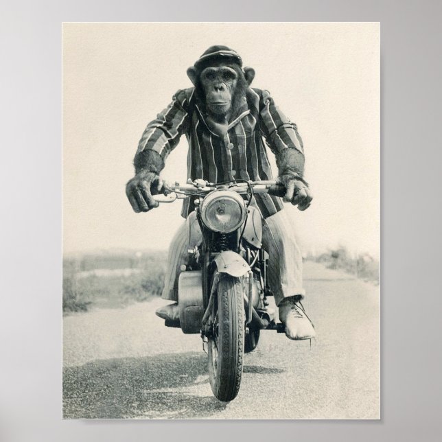 Affiche Singe de moto, Ape sur moto, Vintage (Devant)