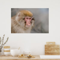 Singe des neiges Brown, Photographie japonaise