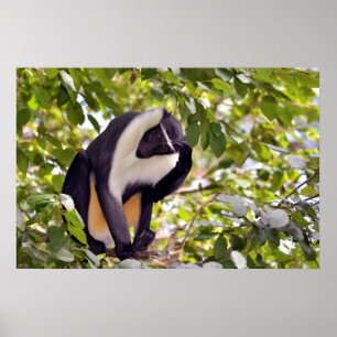 Affiche Singe diana dans l'arbre