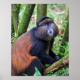 Affiche Singe d'or, Rwanda