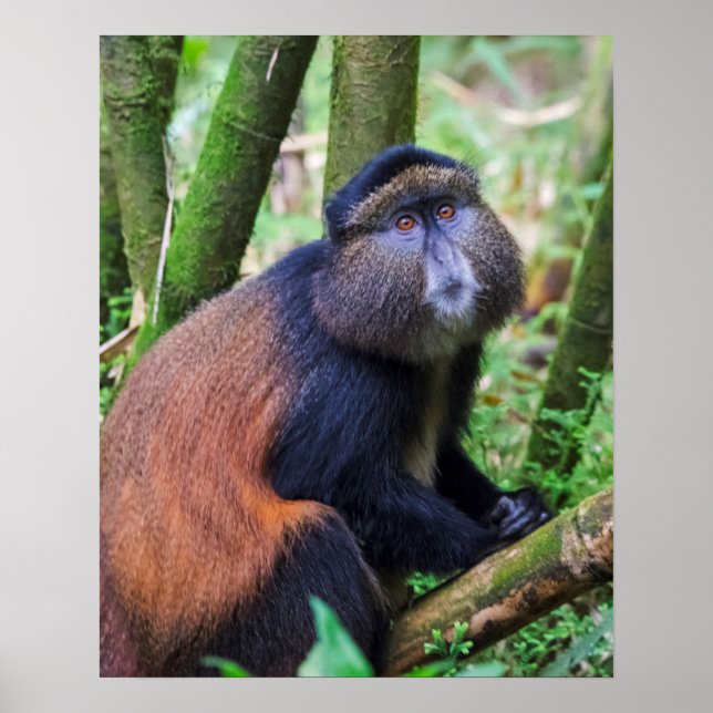 Affiche Singe d'or, Rwanda (Devant)