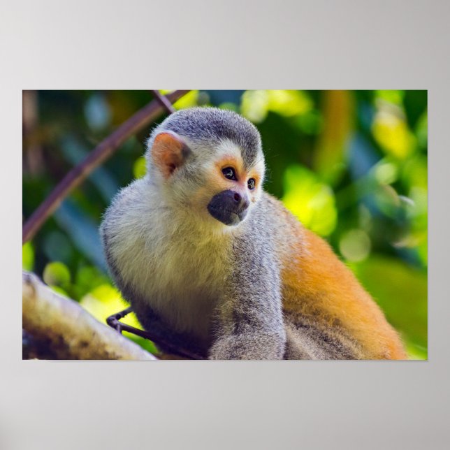 Affiche Singe écureuil à Manuel Antonio NP - Costa Rica (Devant)