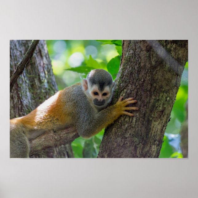 Affiche Singe écureuil à Manuel Antonio NP - Costa Rica (Devant)