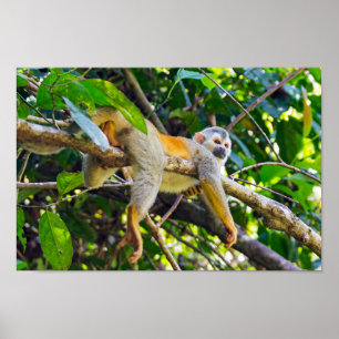 Affiche Singe écureuil à Manuel Antonio NP - Costa Rica