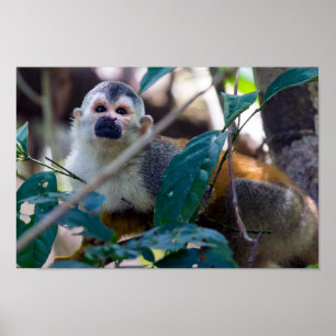 Affiche Singe écureuil à Manuel Antonio NP - Costa Rica