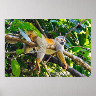 Affiche Singe écureuil dans le parc national Manuel Antoni