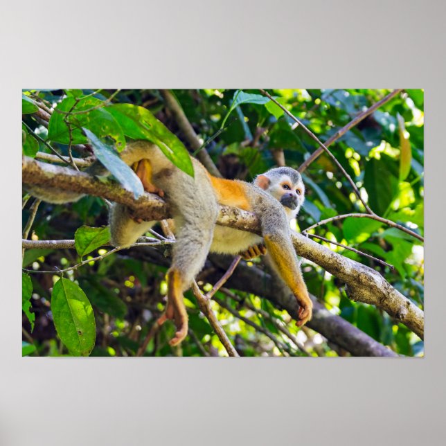 Affiche Singe écureuil dans le parc national Manuel Antoni (Devant)