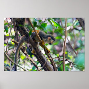 Affiche Singe écureuil dans le parc national Manuel Antoni