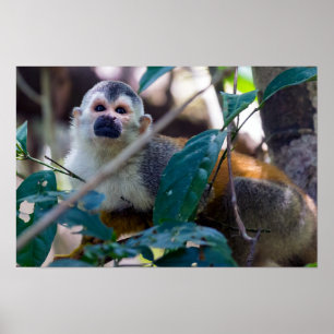 Affiche Singe écureuil dans le parc national Manuel Antoni