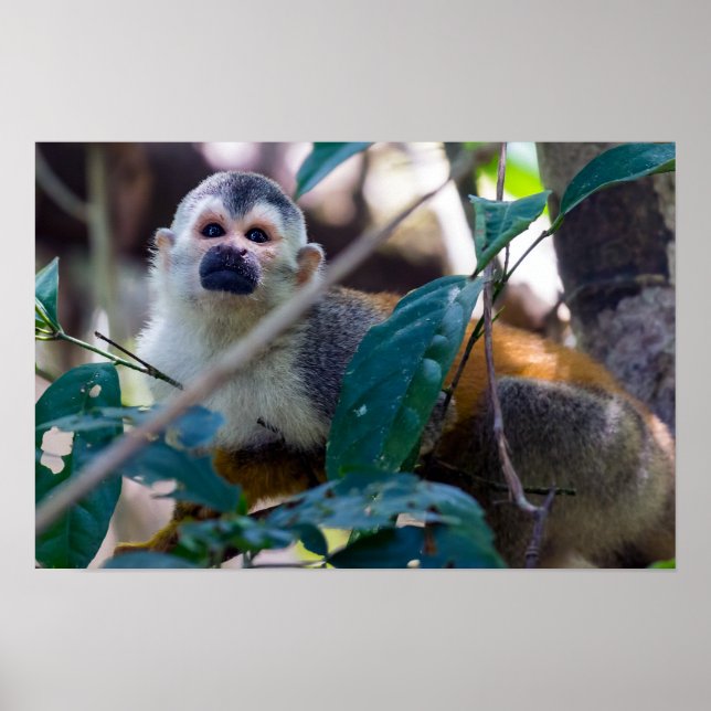 Affiche Singe écureuil dans le parc national Manuel Antoni (Devant)
