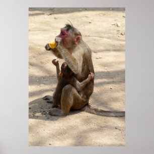 Affiche Singe - Je veux quelque chose aussi