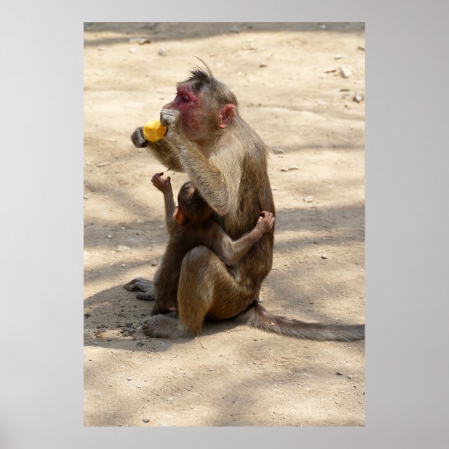 Affiche Singe - Je veux quelque chose aussi (Devant)