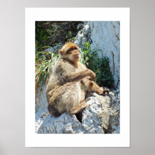 Affiche Singe macaque de Barbarie