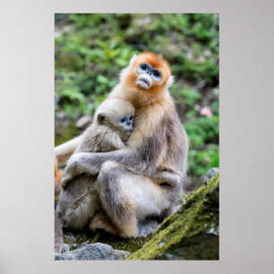 Affiche Singe nez retroussé doré avec bébé