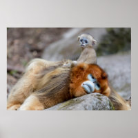 Singe nez retroussé doré père avec bébé