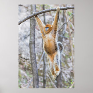 Affiche Singe nez retroussé doré se balançant sur une bran