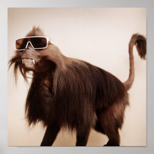 Affiche singe soleil