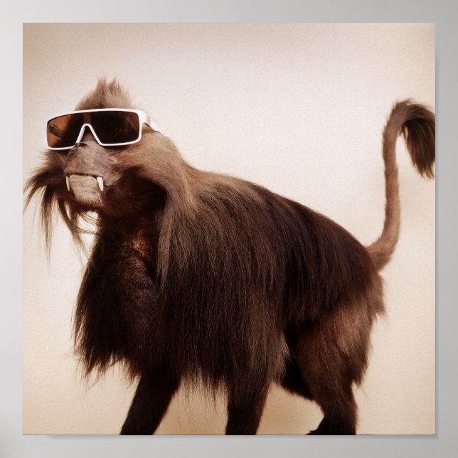 Affiche singe soleil (Devant)