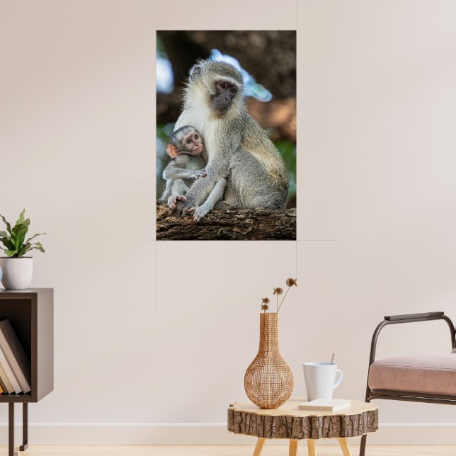 Affiche Singe Vervet Expressif en Afrique (Salon 3)