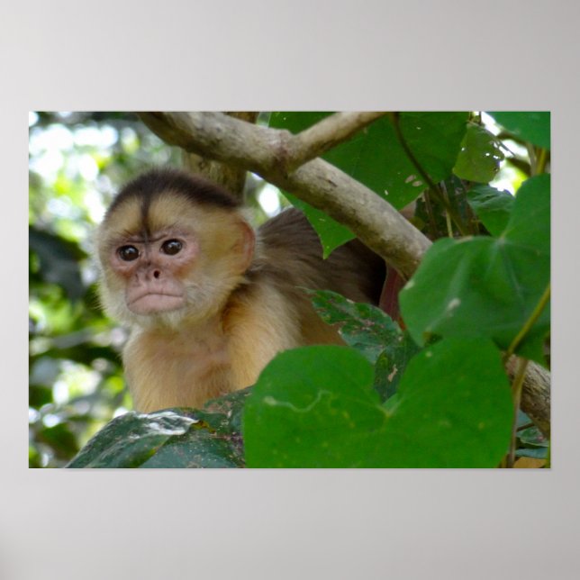 Affiche Singe Voir... (Devant)