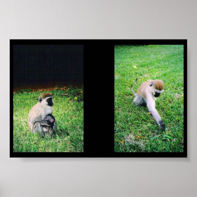 Affiche Singes (Devant)